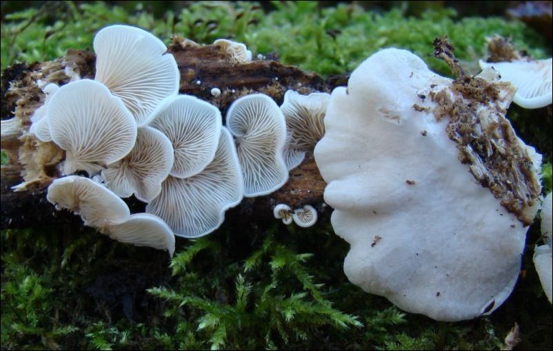 bruzdniczek krótkotrzonowy - zdjęcie główne