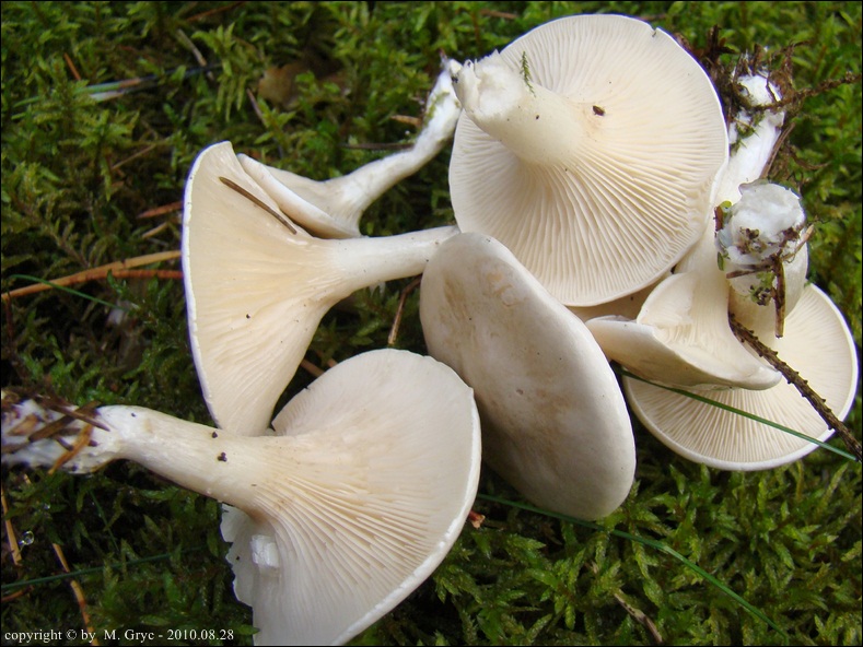 bruzdniczek największy - zdjęcie główne