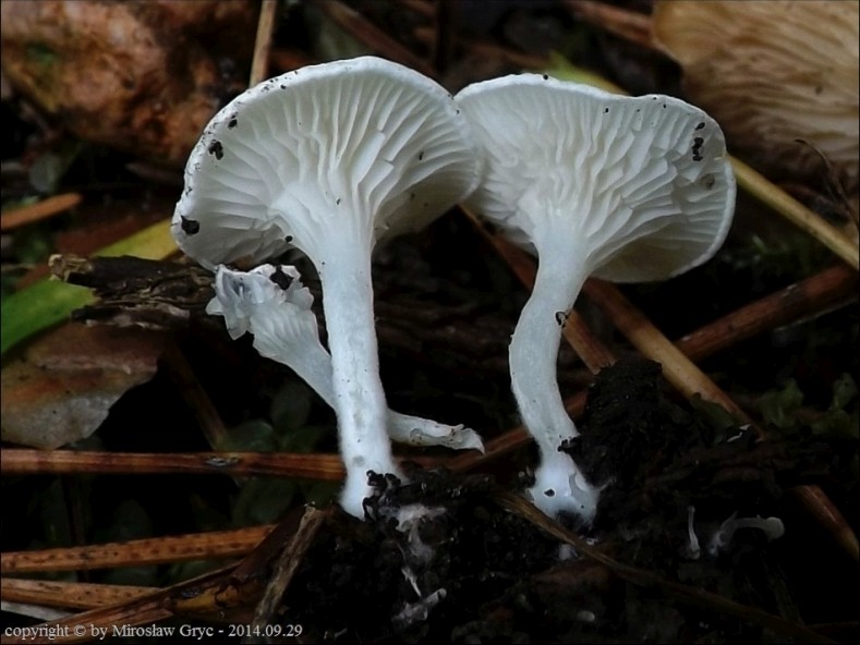 bruzdniczek cienkokapeluszowy - zdjęcie główne