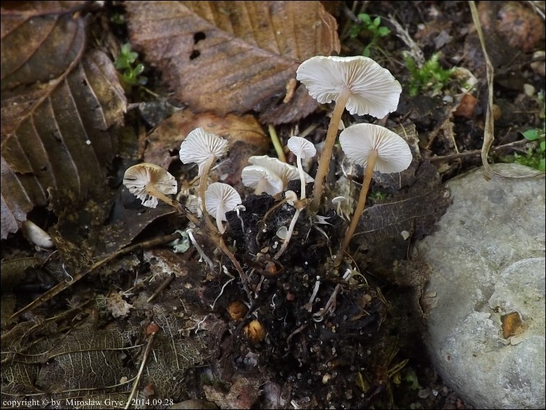 pieniążek żółtobulwkowy - zdjęcie główne