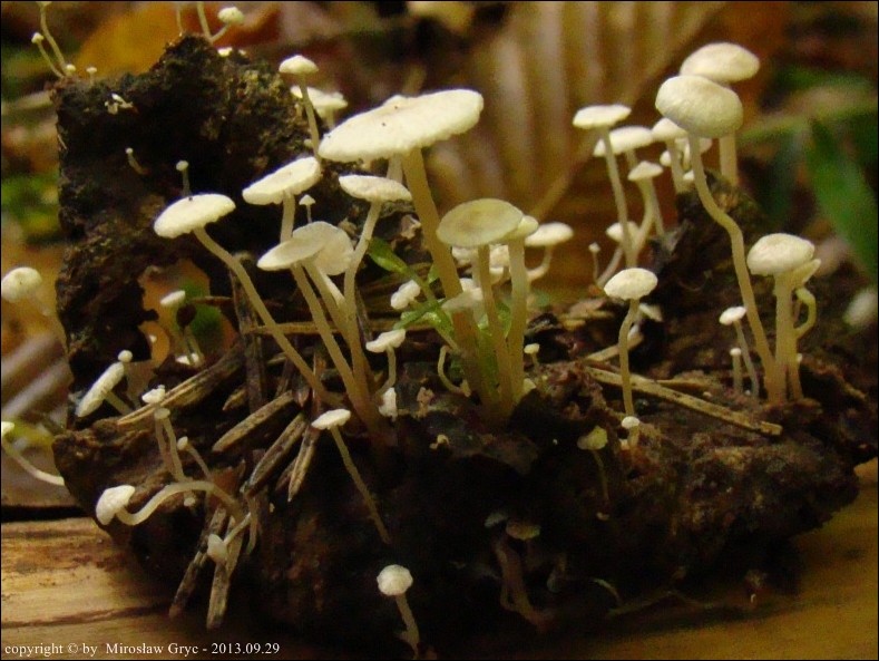 pieniążek ciemnobulwkowy - zdjęcie główne