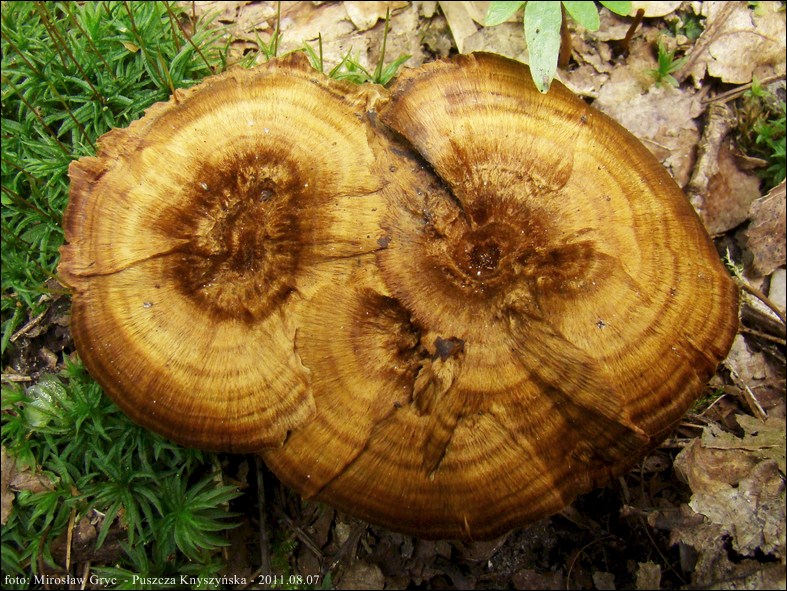 stułka cynamonowa - zdjęcie główne