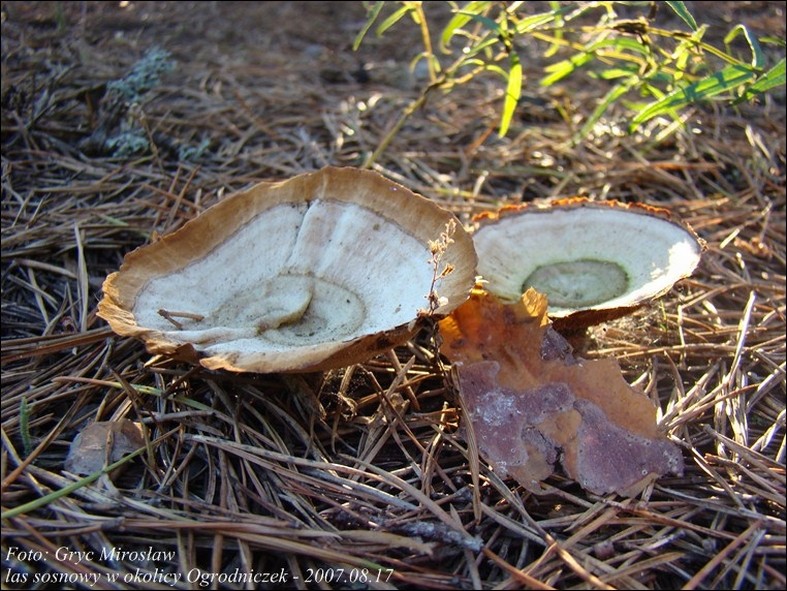 stułka piaskowa - zdjęcie główne