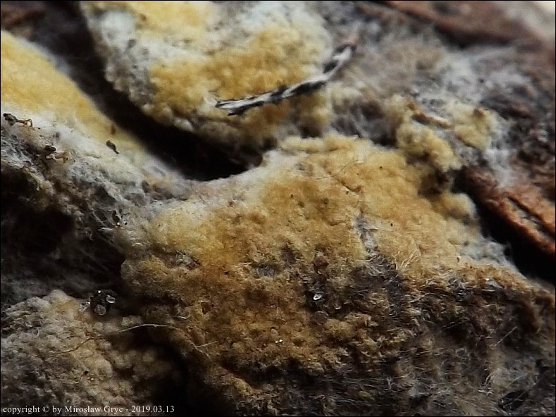 gnilica cienka - zdjęcie główne