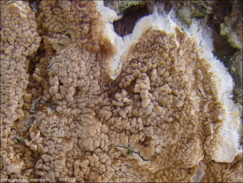 gnilica mózgowata - zdjęcie główne