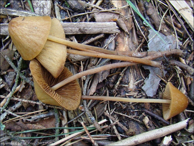 stożkówka węglolubna - zdjęcie główne