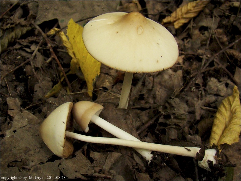 stożkówka delikatna - zdjęcie główne