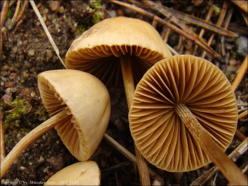 stożkówka czerwcowa - zdjęcie główne