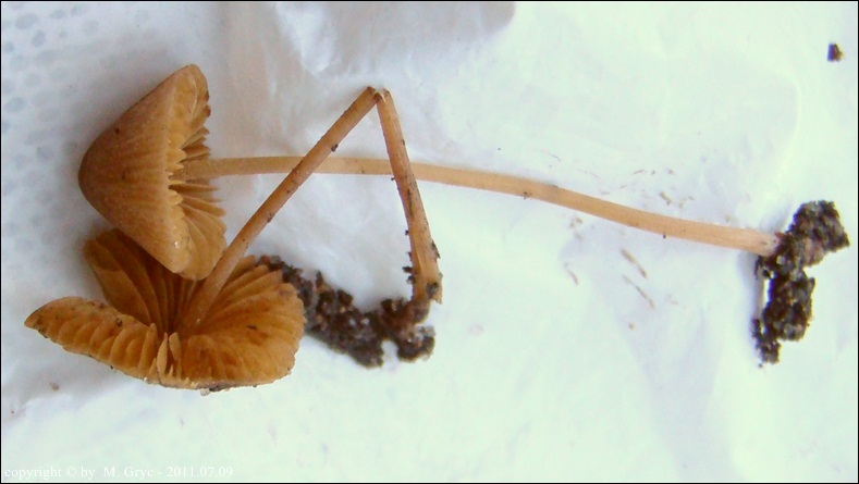 stożkówka szarooliwkowa - zdjęcie główne