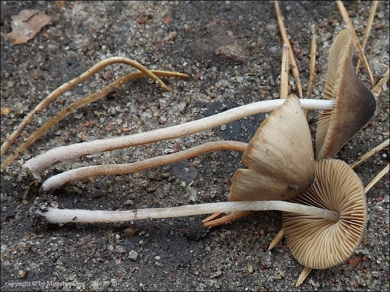 brunneonigra - zdjęcie główne