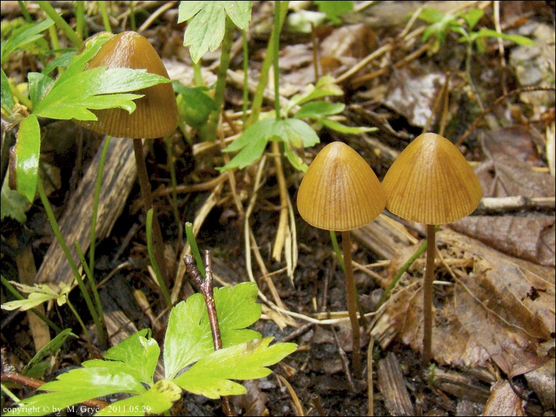 stożkówka drobnoowłosiona - zdjęcie główne