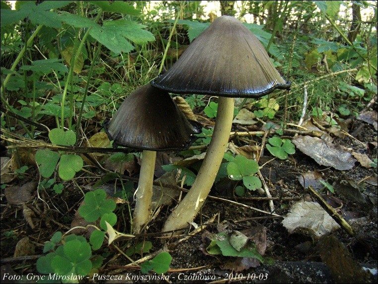 czernidłak pospolity - zdjęcie główne