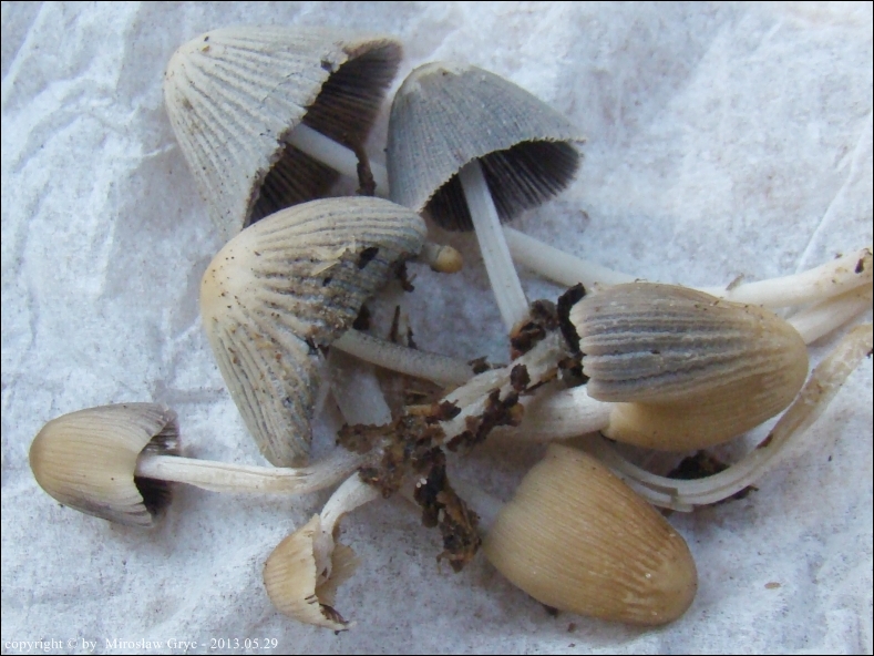 czernidłak dwuzarodnikowy - zdjęcie główne