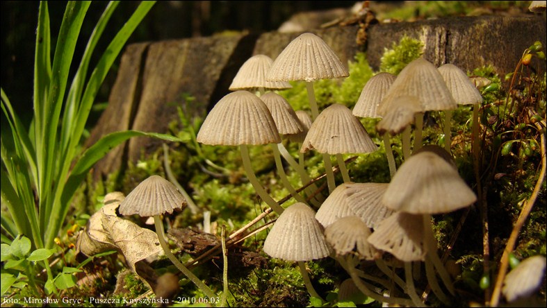 czernidłak gromadny - zdjęcie główne