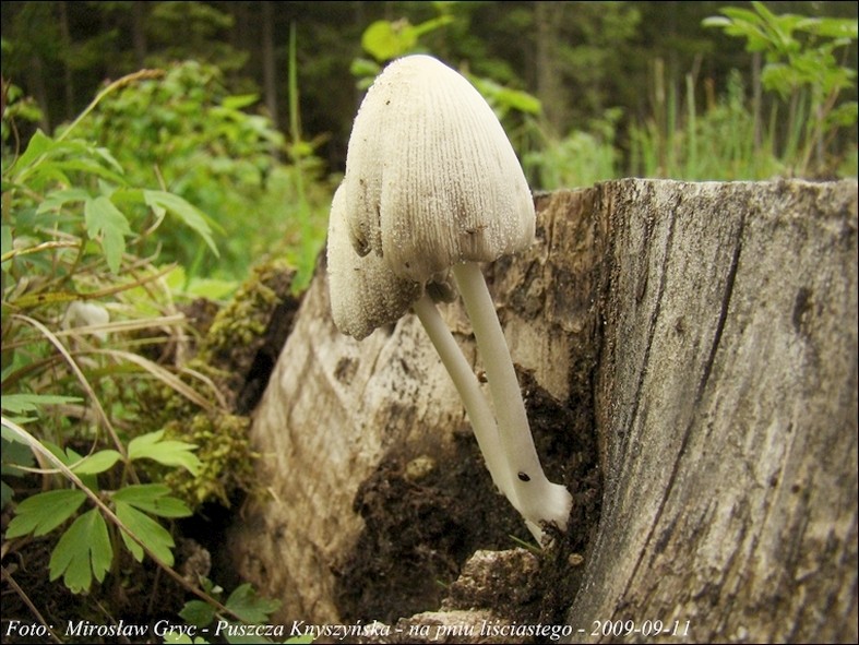 czernidłak domowy - zdjęcie główne