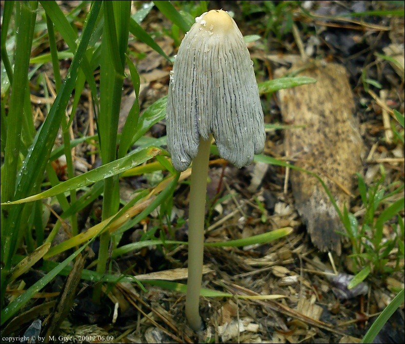 czernidłak kłaczkowaty - zdjęcie główne