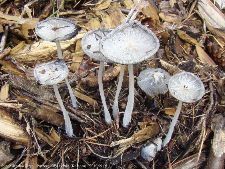 czernidłak srokaty - zdjęcie główne