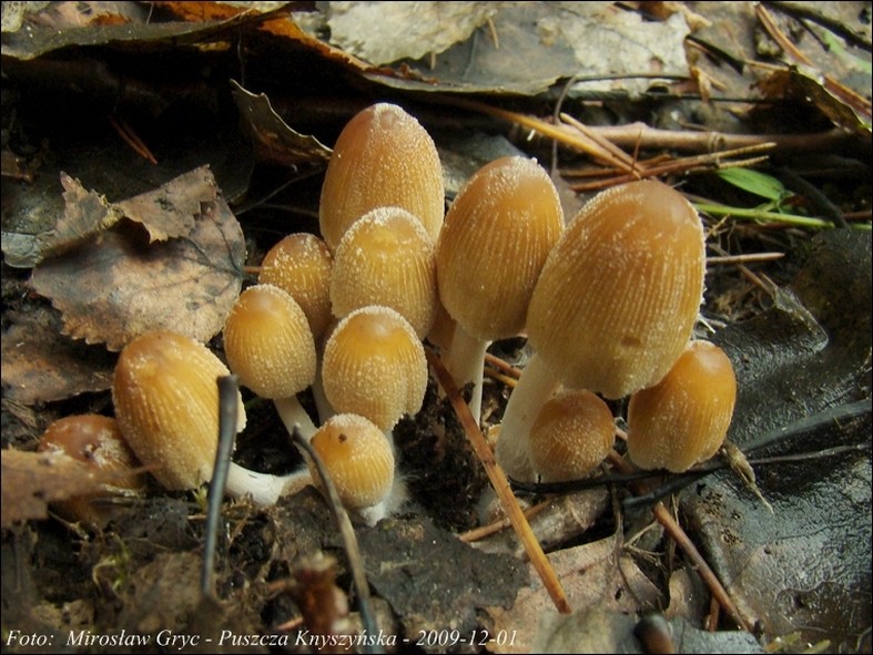 czernidłak błyszczący - zdjęcie główne