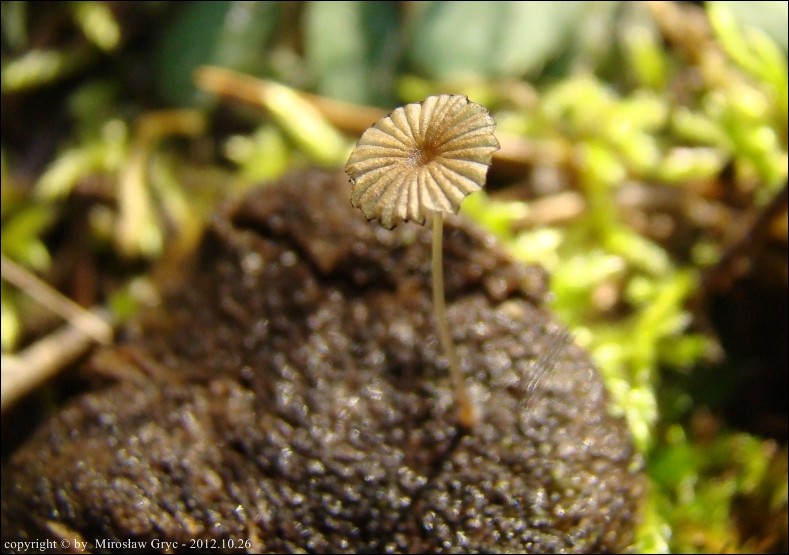 czernidłak delikatny - zdjęcie główne