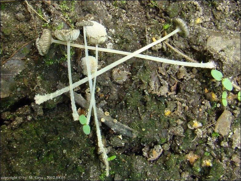 czernidłak szarobiały - zdjęcie główne