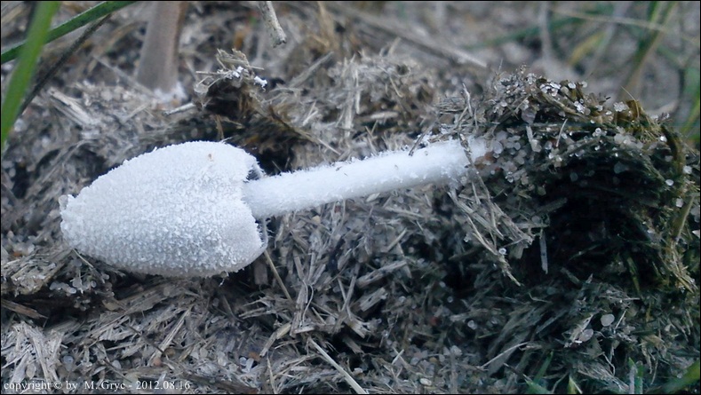 czernidłak śnieżnobiały - zdjęcie główne