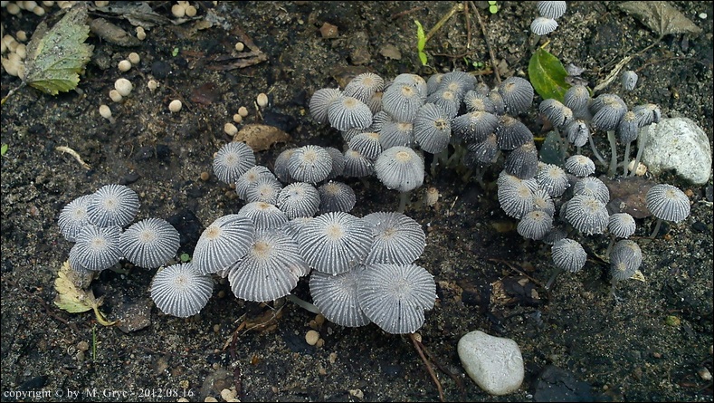 czernidłak gnojolubny - zdjęcie główne