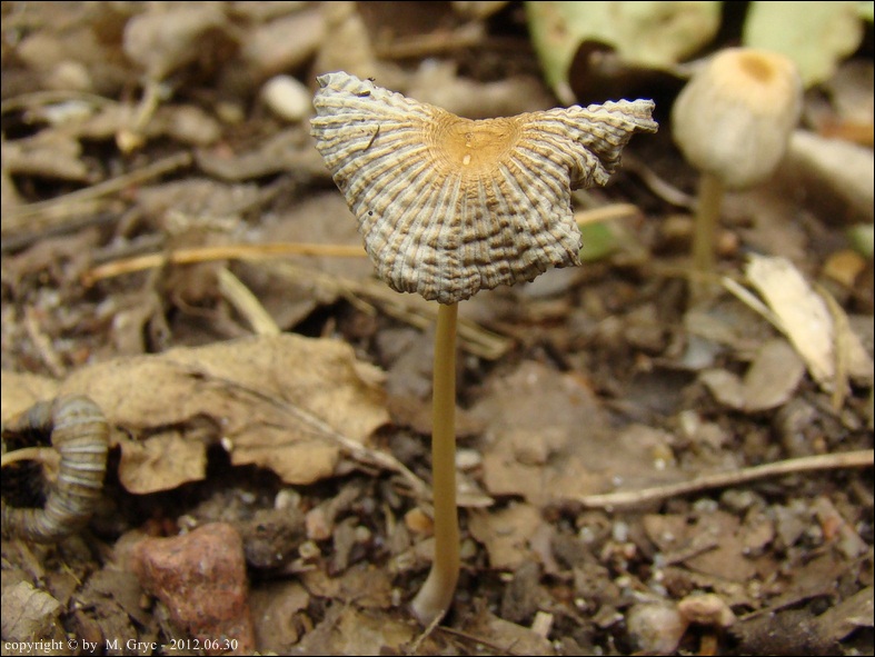 czernidłak fałdowany - zdjęcie główne