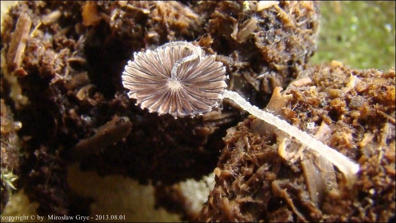 czernidłak łajnowy - zdjęcie główne