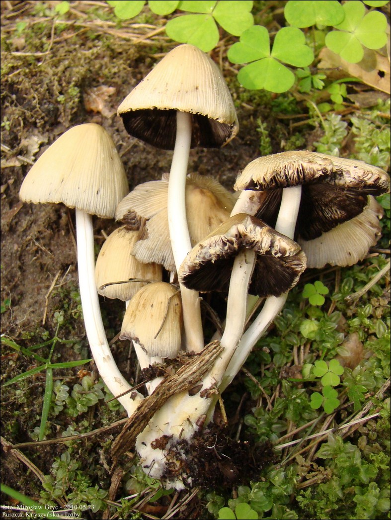 czernidłak pniowy - zdjęcie główne