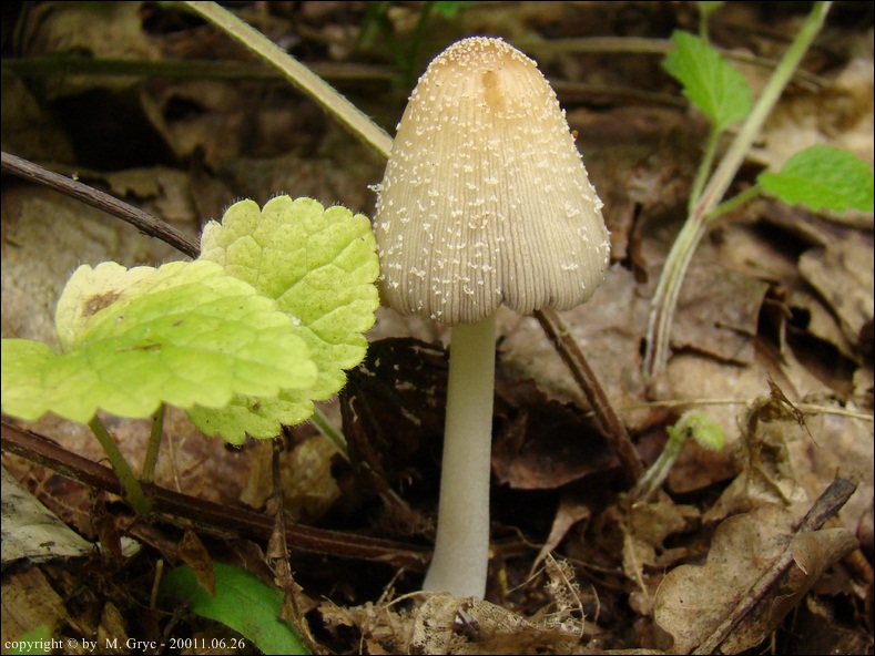 czernidłak żółtołuseczkowy - zdjęcie główne