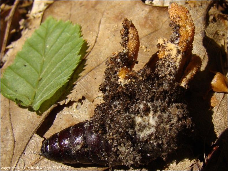 maczużnik bojowy - zdjęcie główne