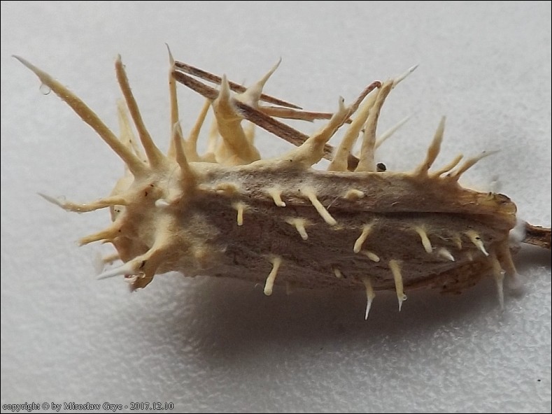 maczużnik guzkowaty - zdjęcie główne