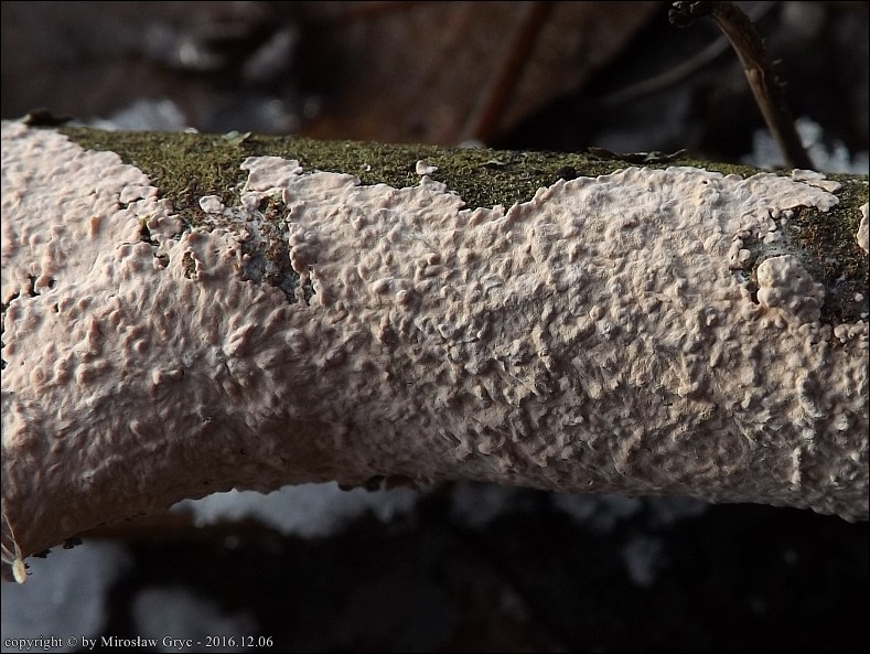 powłocznik różowy - zdjęcie główne