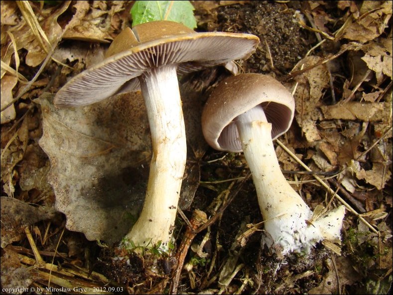 zasłonak szarobrązowy - zdjęcie główne