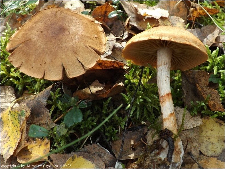 zasłonak osłonięty - zdjęcie główne