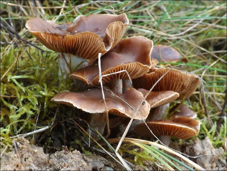 zasłonak ukośniepierścieniowy - zdjęcie główne