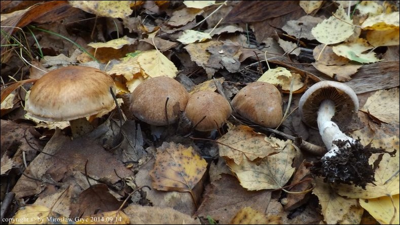 zasłonak dwuosłonowy - zdjęcie główne