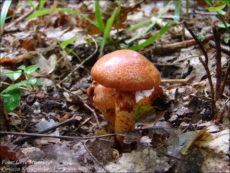 zasłonak glinkowy - zdjęcie główne