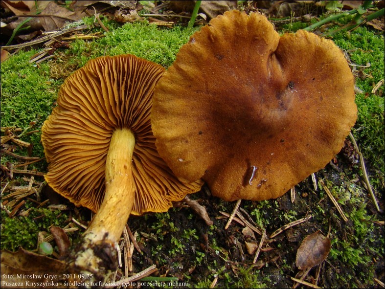 zasłonak cynamonowy - zdjęcie główne