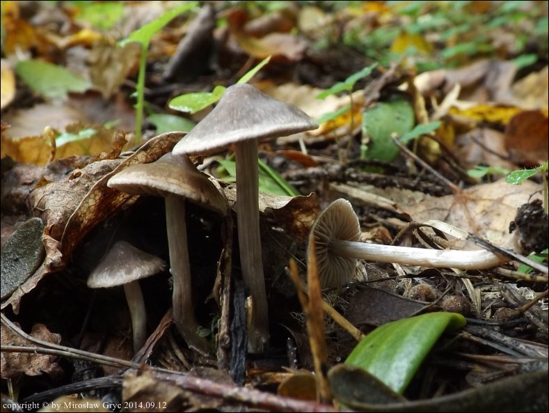 zasłonak ciemnogłówkowy - zdjęcie główne