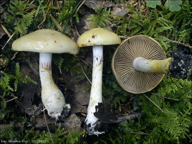 zasłonak błękitnoblaszkowy - zdjęcie główne