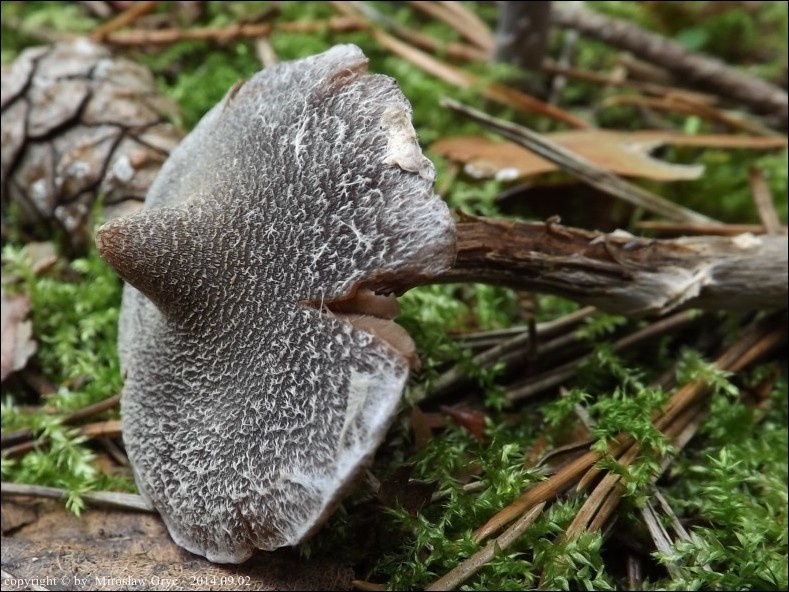 zasłonak krętonogi - zdjęcie główne