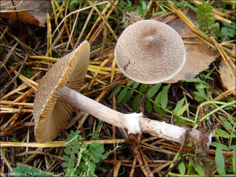 zasłonak oszroniony - zdjęcie główne