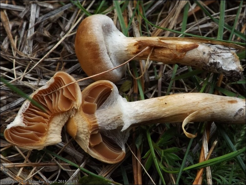 zasłonak sarni - zdjęcie główne