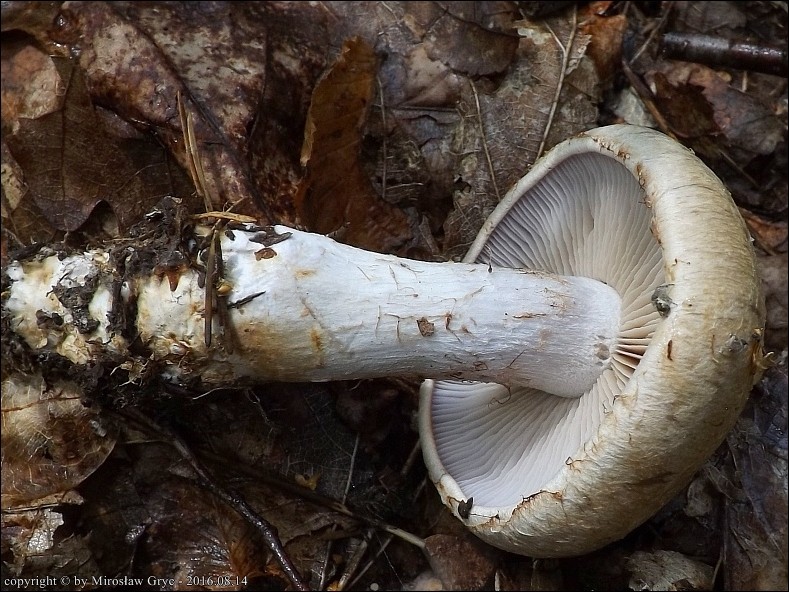 zasłonak gajowy - zdjęcie główne
