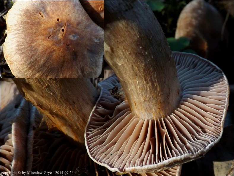 zasłonak borowikowy - zdjęcie główne