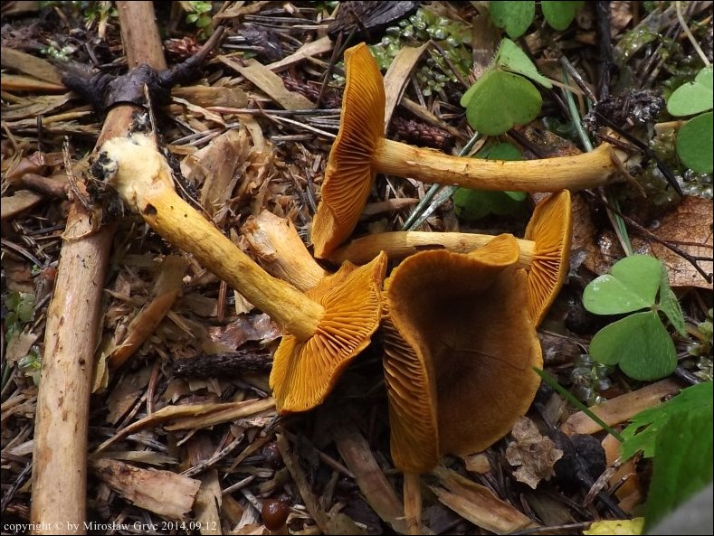 zasłonak jabłkowaty - zdjęcie główne