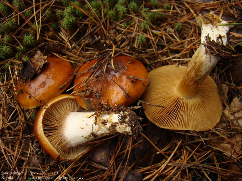 zasłonak kleisty - zdjęcie główne