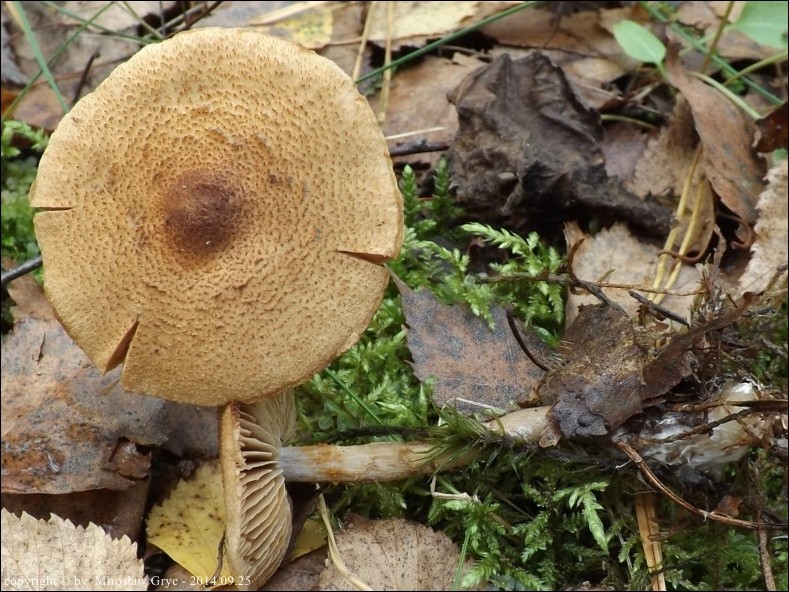 zasłonak łuseczkowaty - zdjęcie główne