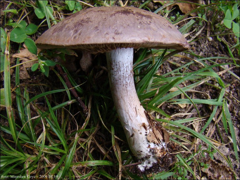 zasłonak słonawy - zdjęcie główne